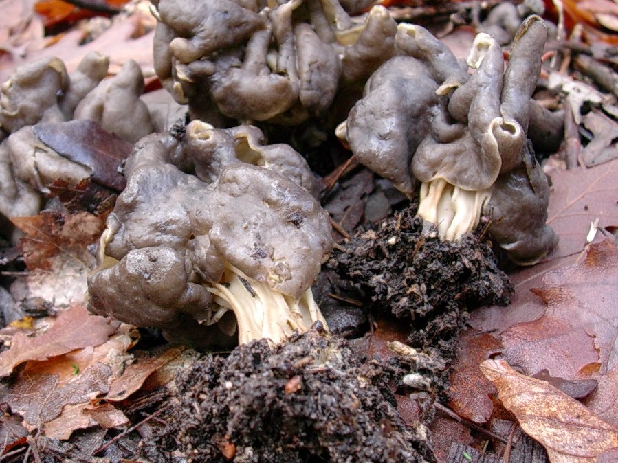 526 Dicembre vecchio ritrovamento